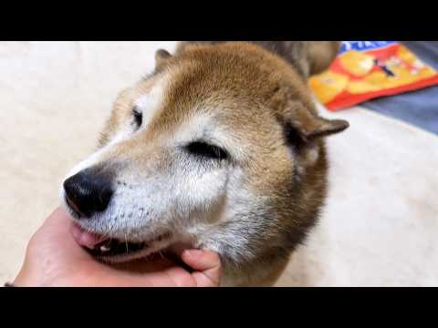 お姉ちゃんと久々の再会に大喜びの柴犬と猫たちが可愛すぎます(YouTube)