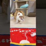 全力ダッシュを見せてくれるトロくん！ #shorts(YouTube)