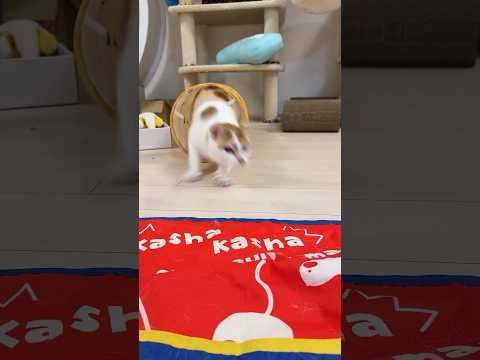 全力ダッシュを見せてくれるトロくん！ #shorts(YouTube)