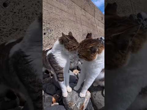 怒鳴り合う猫たち(YouTube)