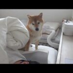パパの異変に気づいた柴犬、自分もしんどいのに優しく寄り添ってくれました(YouTube)
