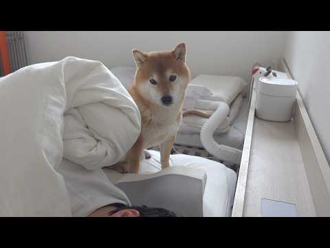 パパの異変に気づいた柴犬、自分もしんどいのに優しく寄り添ってくれました(YouTube)