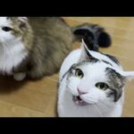 ライブ配信後、太る原因が判明する猫(YouTube)