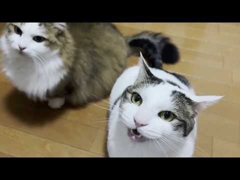 ライブ配信後、太る原因が判明する猫(YouTube)