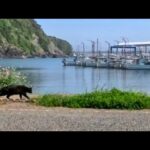 【今週の感動猫動画 2026/4/5w】今週撮った未公開猫動画まとめて公開-unreleased video of this week(YouTube)