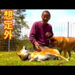 【犬の群れの奇跡】噛み犬が相乗効果で改善？(YouTube)