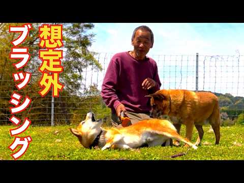 【犬の群れの奇跡】噛み犬が相乗効果で改善？(YouTube)