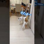 ご飯の容器を振るだけで秒で来るチロさん！ #shorts(YouTube)
