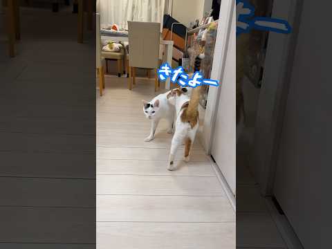 ご飯の容器を振るだけで秒で来るチロさん！ #shorts(YouTube)