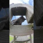 お尻をツンツンされてブチキレる猫 #猫 #ねこ #cat(YouTube)