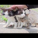 四匹の仲良し猫ちゃんがナデナデを求めてお団子になった(YouTube)