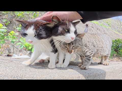 四匹の仲良し猫ちゃんがナデナデを求めてお団子になった(YouTube)