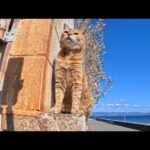 塀の上にいた猫ちゃん、防波堤に座ると隣に座ってきた(YouTube)