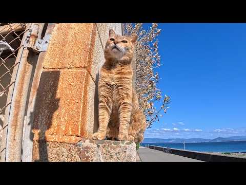 塀の上にいた猫ちゃん、防波堤に座ると隣に座ってきた(YouTube)