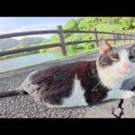 池の畔からハチワレ猫が近づいてきて上機嫌で転げ回る(YouTube)