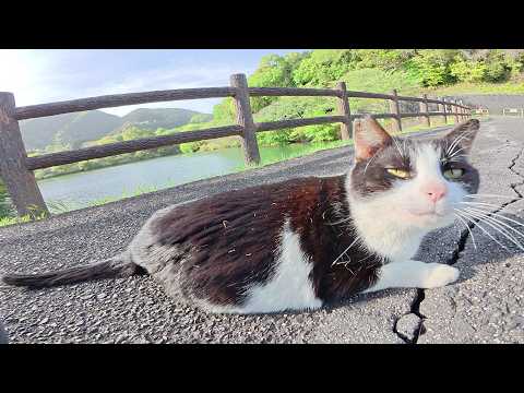 池の畔からハチワレ猫が近づいてきて上機嫌で転げ回る(YouTube)