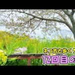 今年の桜も今までで一番きれいで感動しました🌸そして‥美味しかった🌸🐱😊🌱【お散歩猫ネコ吉と歩く12回目の春】(YouTube)