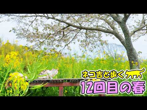 今年の桜も今までで一番きれいで感動しました🌸そして‥美味しかった🌸🐱😊🌱【お散歩猫ネコ吉と歩く12回目の春】(YouTube)