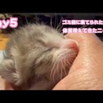 ゴミ箱に棄てられた子猫 Day5  体重増えてきたニャン 2026 04 20 2(YouTube)