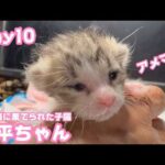 寛平ちゃん！  ゴミ箱に棄てられた子猫 Day10  2026 04 25 1(YouTube)