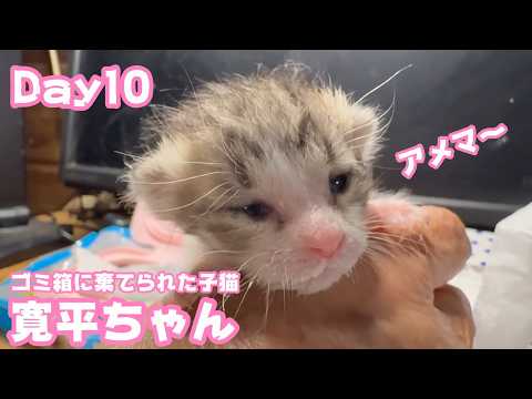 寛平ちゃん！  ゴミ箱に棄てられた子猫 Day10  2026 04 25 1(YouTube)
