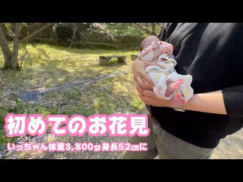 初めてのお花見に行きました  いっちゃん体重3,800g  身長52㎝に  2026 04 02 2(YouTube)