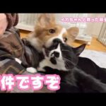 事件ですぞ  イカちゃんと育った双子ちゃん  ハナも復活したようです  2026 04 04 2(YouTube)