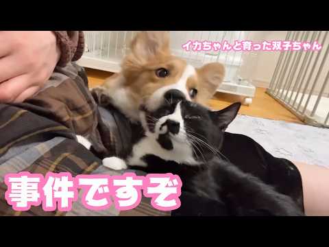 事件ですぞ  イカちゃんと育った双子ちゃん  ハナも復活したようです  2026 04 04 2(YouTube)