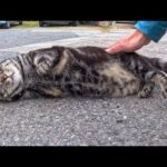 夕方の漁港の駐車場で出会った猫ちゃん…目が合った瞬間、まさかの駆け寄ってきた🐾(YouTube)