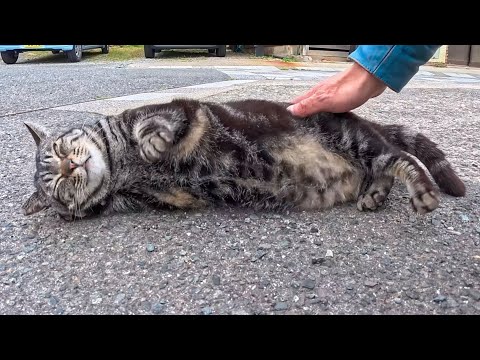 夕方の漁港の駐車場で出会った猫ちゃん…目が合った瞬間、まさかの駆け寄ってきた🐾(YouTube)