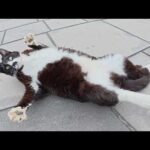 マイペースな猫達が平和な公園で無防備な姿勢でくつろいでいた(YouTube)