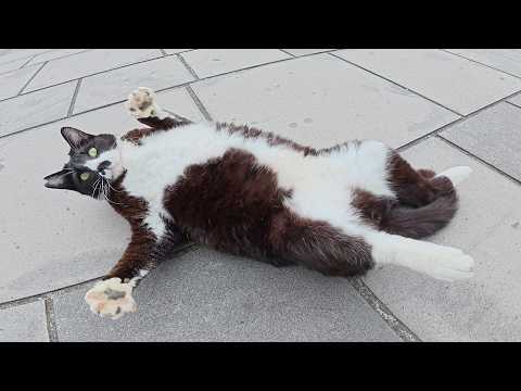 マイペースな猫達が平和な公園で無防備な姿勢でくつろいでいた(YouTube)
