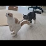 今日も朝からドタバタ走り回って元気すぎる猫たちに手を焼いてます…笑(YouTube)