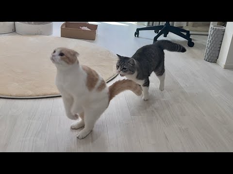 今日も朝からドタバタ走り回って元気すぎる猫たちに手を焼いてます…笑(YouTube)