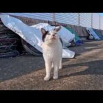 漁港に行くと背中にハートマークのある三毛猫ちゃんがモフられにきた(YouTube)