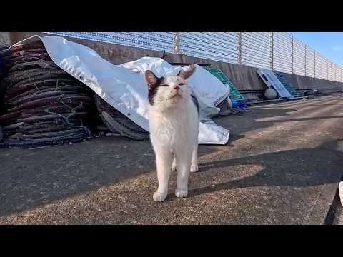 漁港に行くと背中にハートマークのある三毛猫ちゃんがモフられにきた(YouTube)
