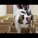 ダンボール箱でクロールを泳ぐ猫(YouTube)
