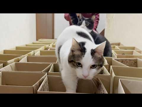 ダンボール箱でクロールを泳ぐ猫(YouTube)