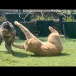 オス猫の力比べが平和過ぎて勝負にならない(YouTube)