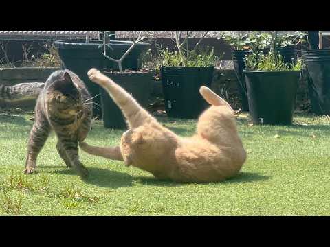 オス猫の力比べが平和過ぎて勝負にならない(YouTube)