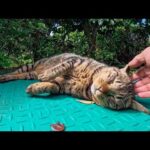 公園で寝ていた猫の頭を撫でると寝たまま伸びをしてかわいすぎた(YouTube)