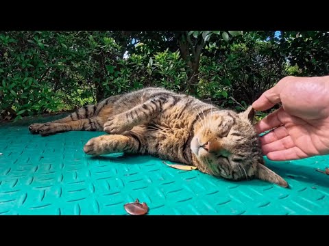 公園で寝ていた猫の頭を撫でると寝たまま伸びをしてかわいすぎた(YouTube)
