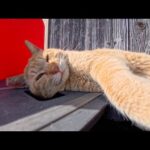 【今週の感動猫動画 2026/4/4w】今週撮った未公開猫動画まとめて公開-unreleased video of this week(YouTube)