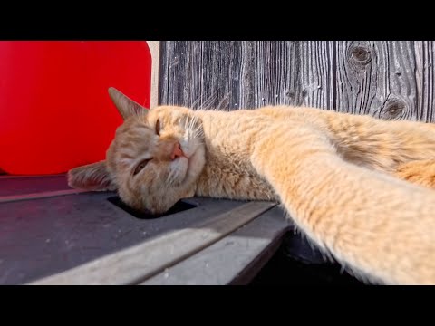 【今週の感動猫動画 2026/4/4w】今週撮った未公開猫動画まとめて公開-unreleased video of this week(YouTube)