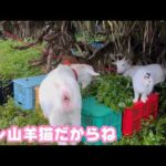 オレッち山羊ネコだからね なかよしだからね  セナ  2026 04 07 2(YouTube)