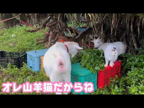 オレッち山羊ネコだからね なかよしだからね  セナ  2026 04 07 2(YouTube)