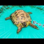 カメをお風呂に入れてみたら、気持ち良すぎて足がピーン🐢www(YouTube)