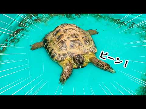 カメをお風呂に入れてみたら、気持ち良すぎて足がピーン🐢www(YouTube)