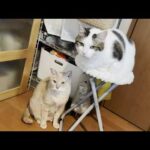 なんやかんや和菓子のことが好きな猫(YouTube)