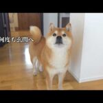 大きな地震のあと、柴犬が落ち着きません(YouTube)